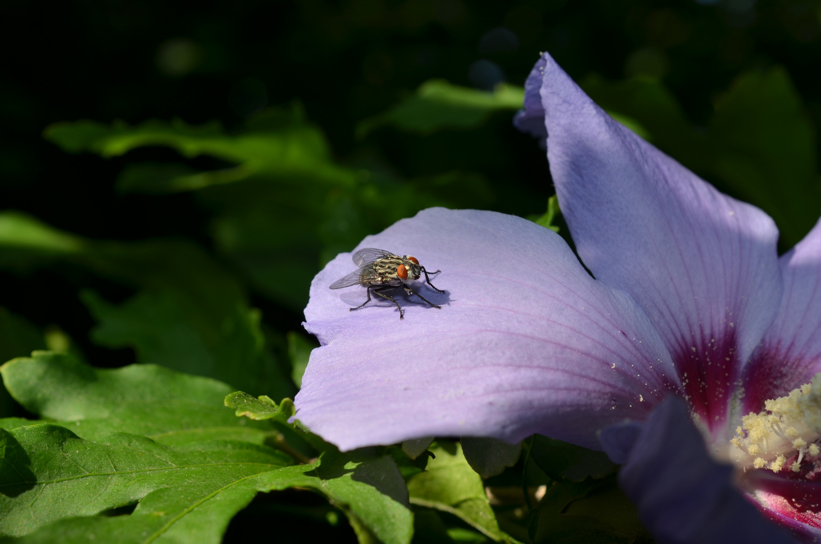 Fliegenansitz