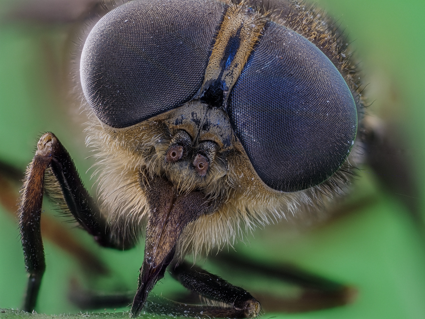 Fliegenaugen