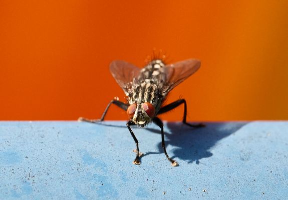 Fliegenaugen in orange
