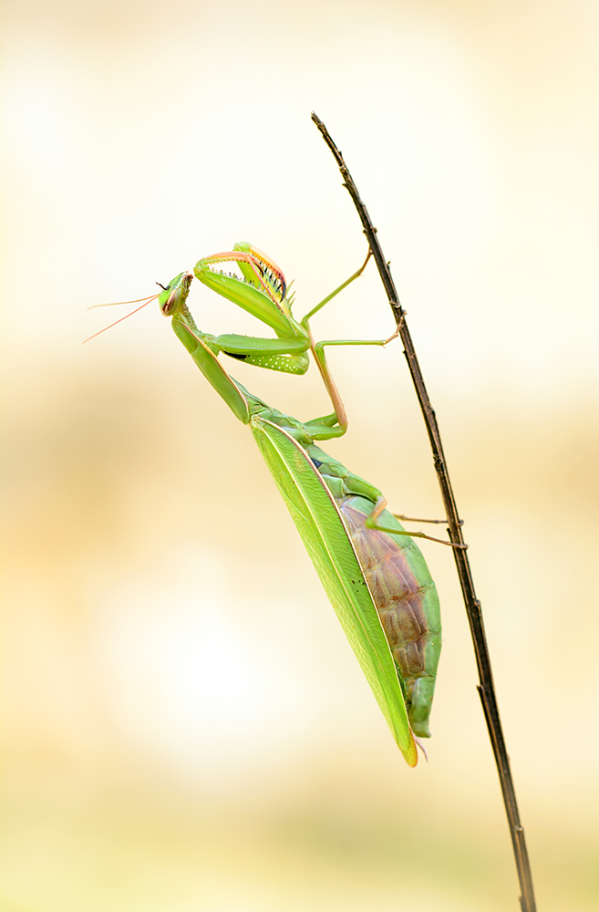 Fliegenbein