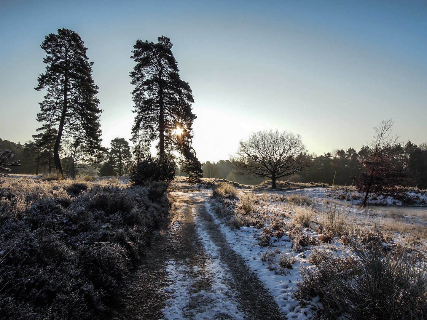 Fliegenberg Heide