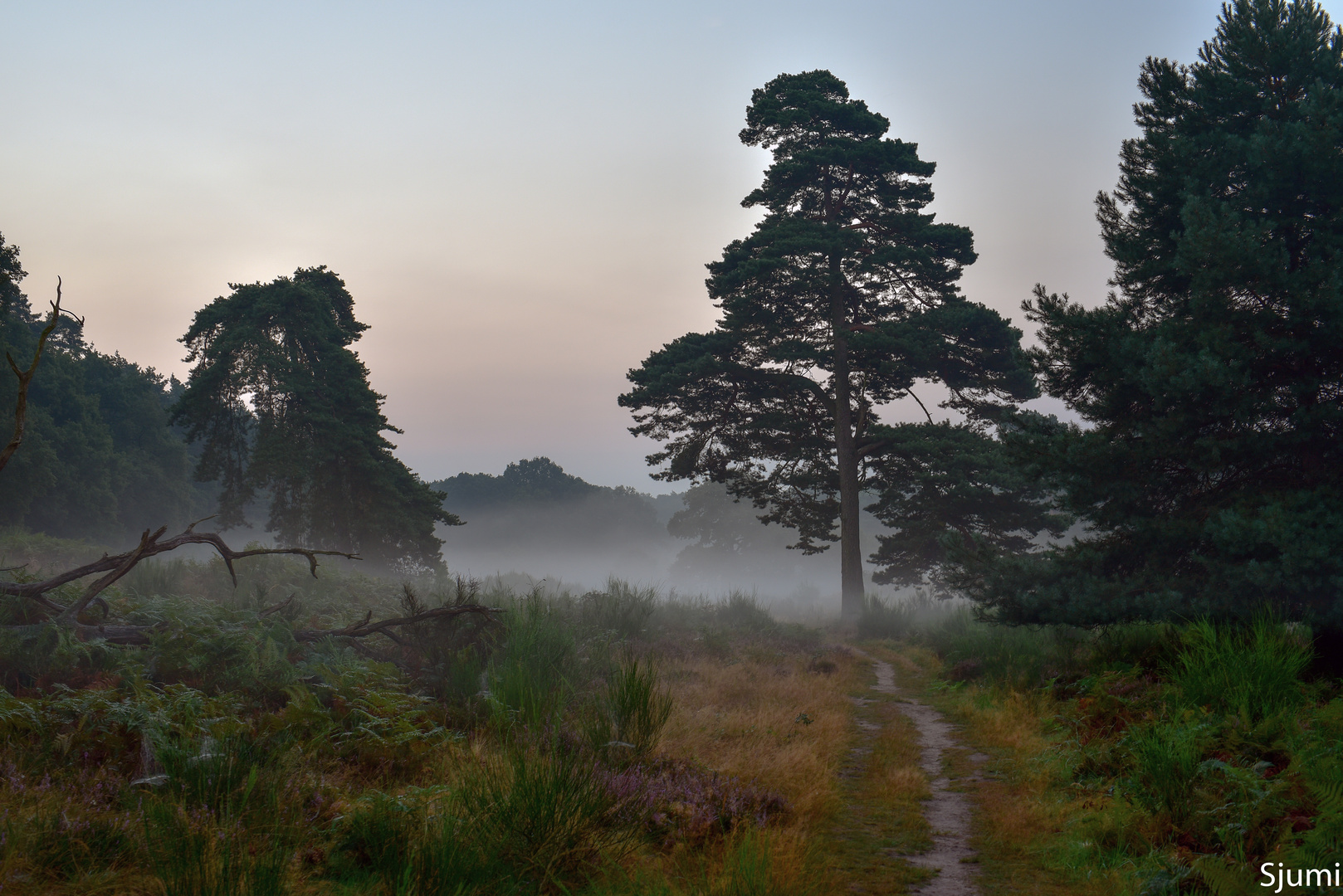 Fliegenberg Heide