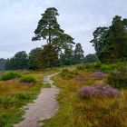 Fliegenberg Heide