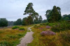 Fliegenberg Heide