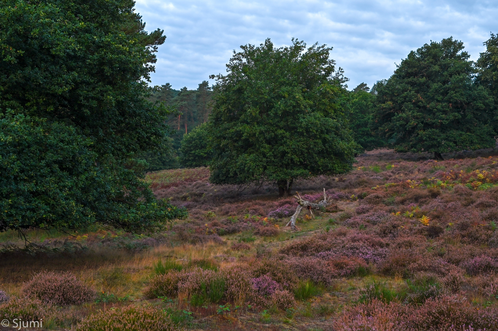 Fliegenberg Heide