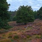 Fliegenberg Heide