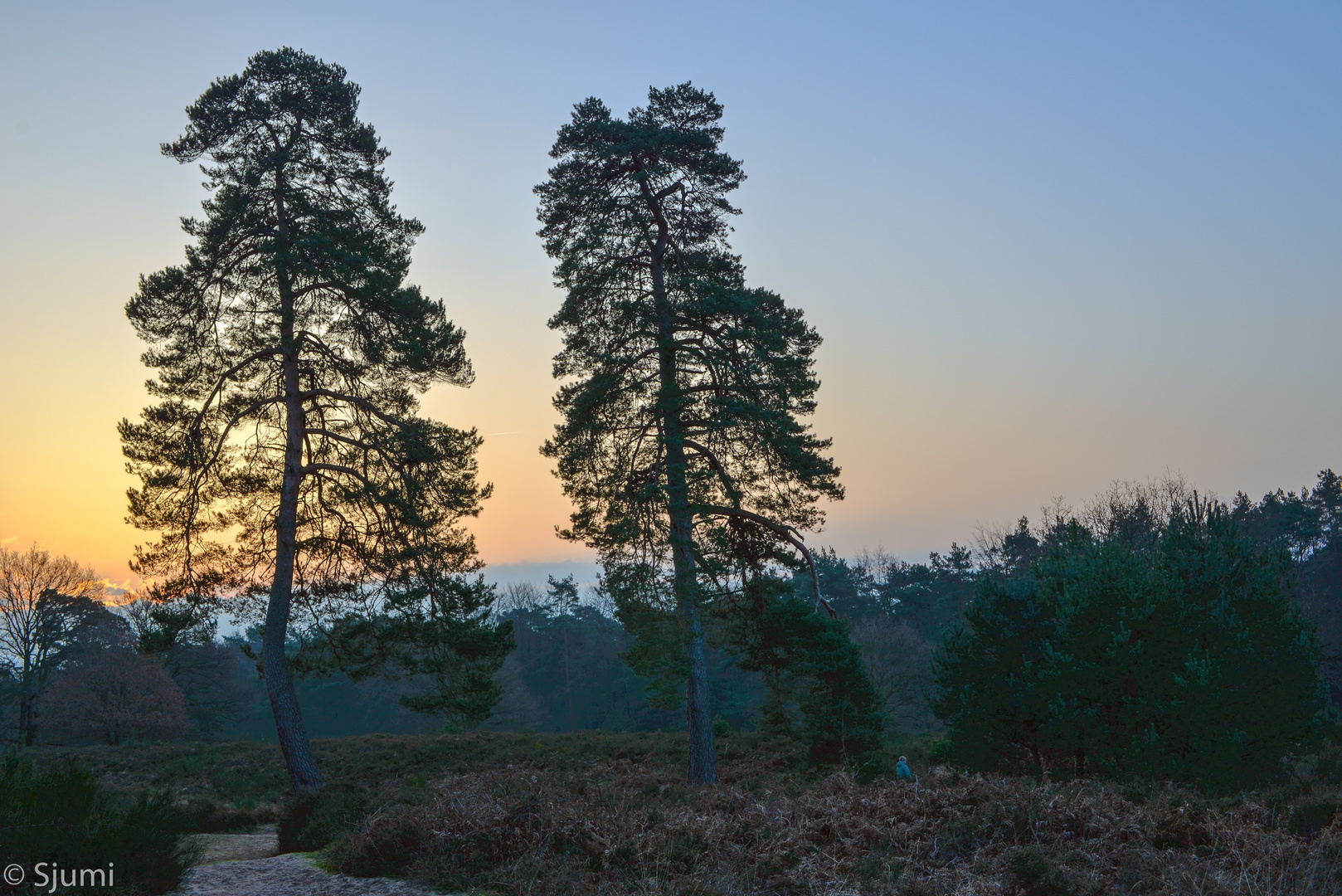 Fliegenberg Heide