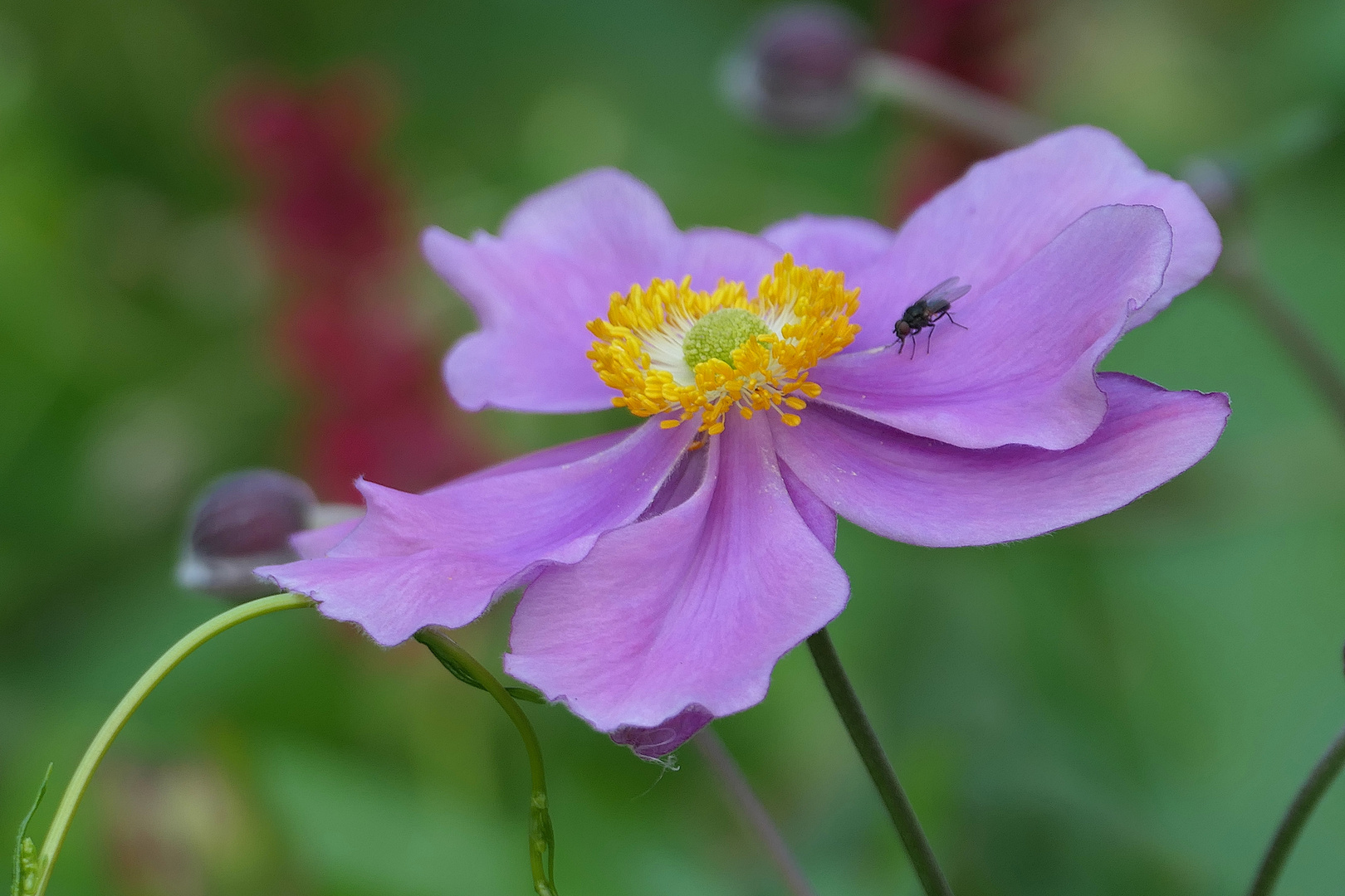 Fliegenbesuch . . .