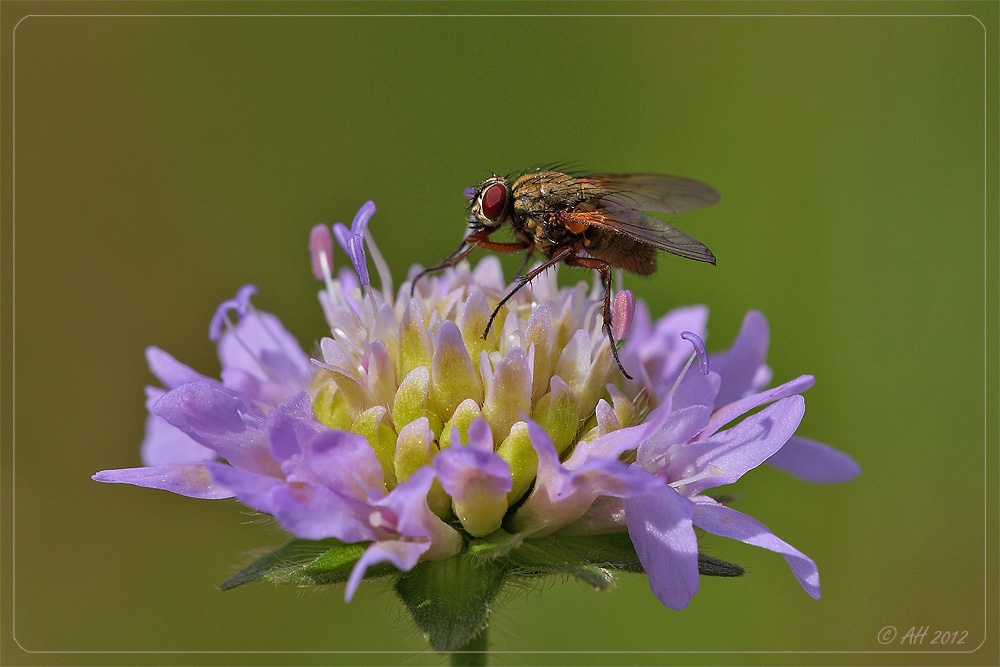 Fliegenbild mit Blume...oder umgekehrt? ;-)