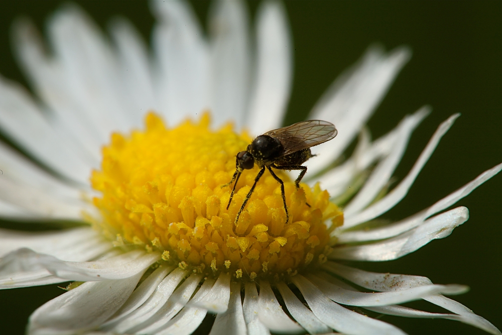 Fliegenblümchen, nicht Gänse