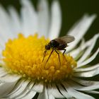 Fliegenblümchen, nicht Gänse