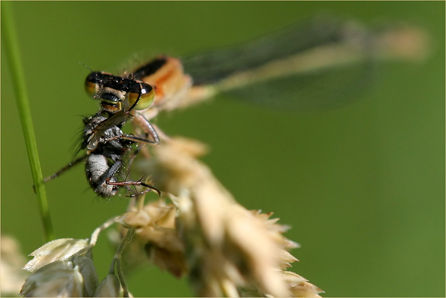 Fliegenburger