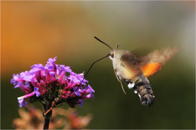 fliegend bei der Nahrungsaufnahme