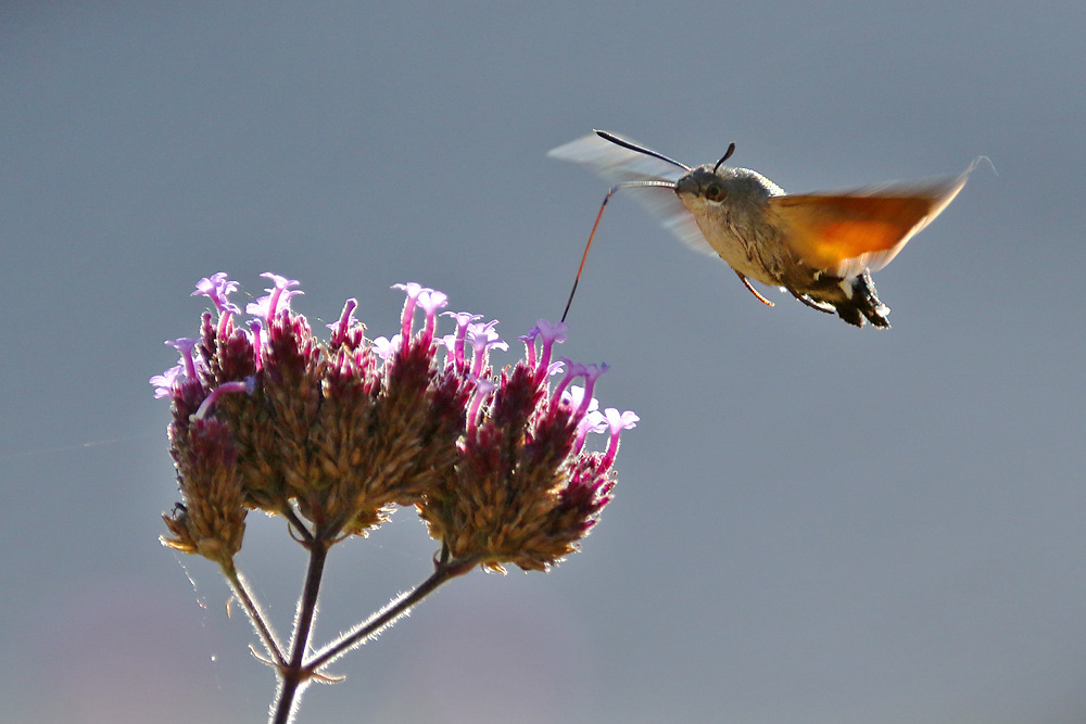 fliegend schweben.........ein Flugkünstler eben