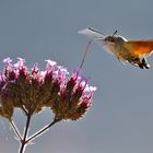 fliegend schweben.........ein Flugkünstler eben