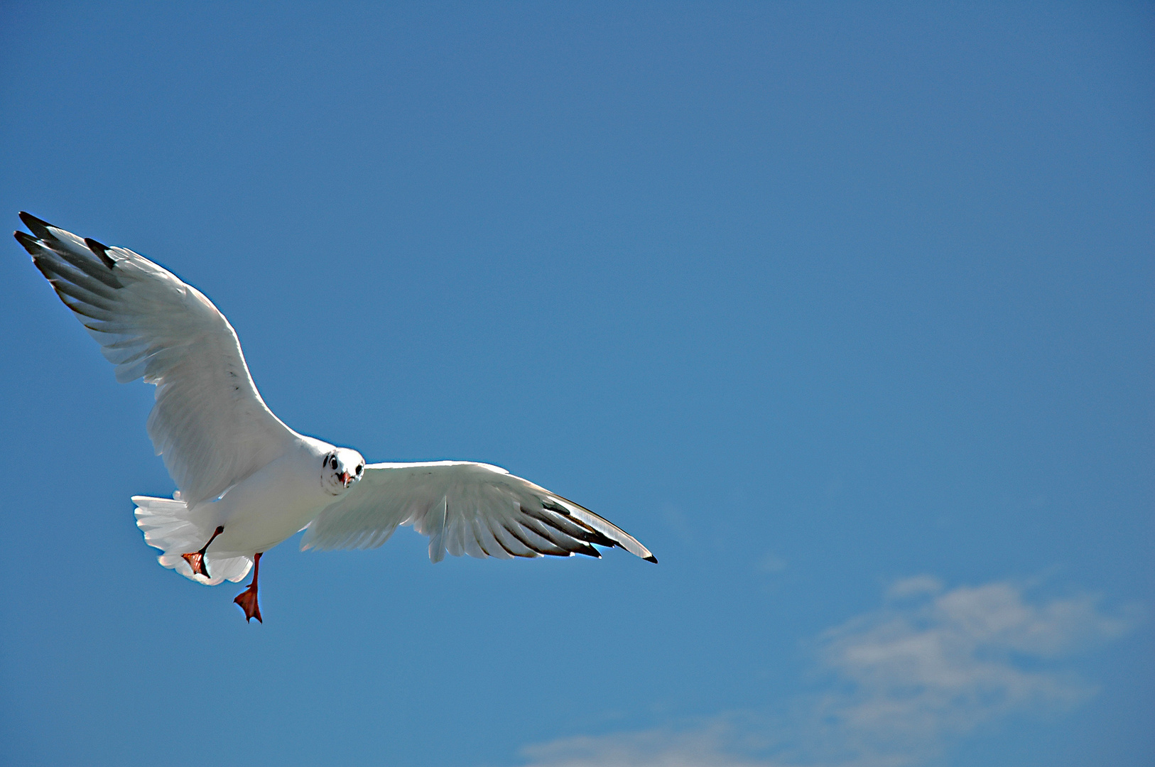 Fliegend stehen oder stehend fliegen?