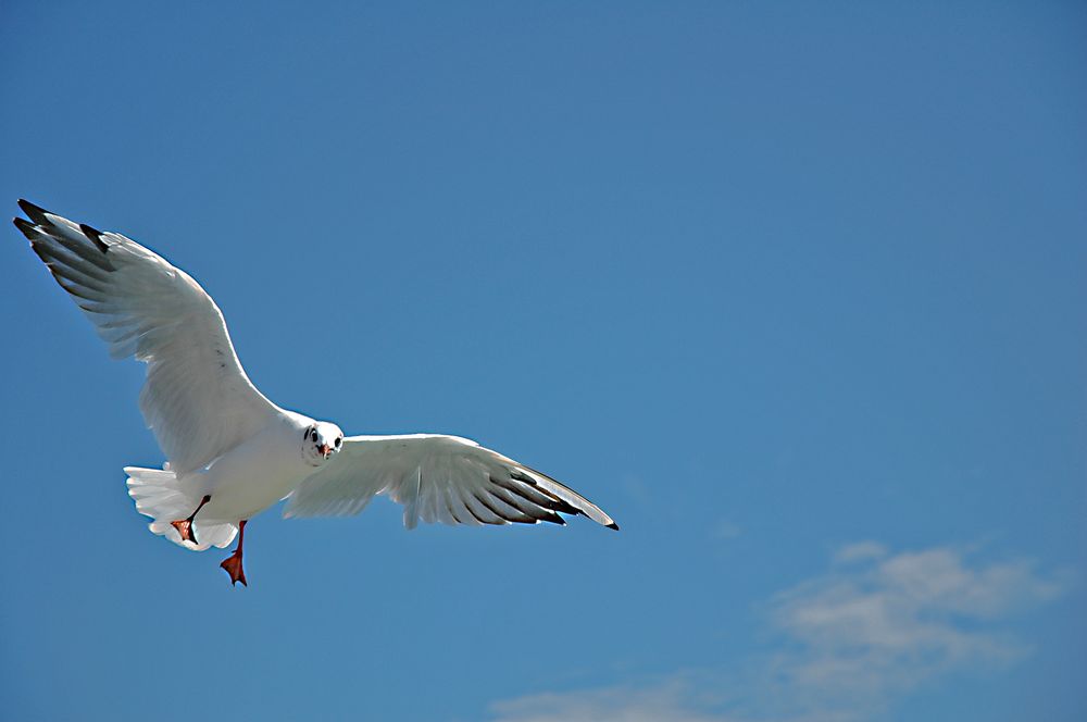 Fliegend stehen oder stehend fliegen?