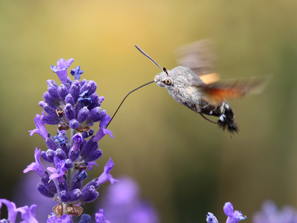 Fliegend tanken