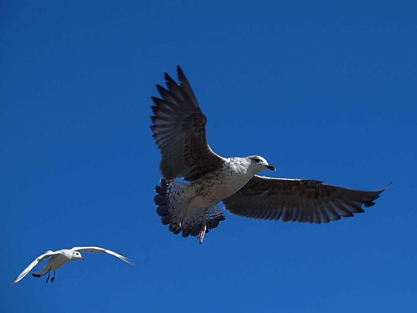 Fliegende Allesfresser