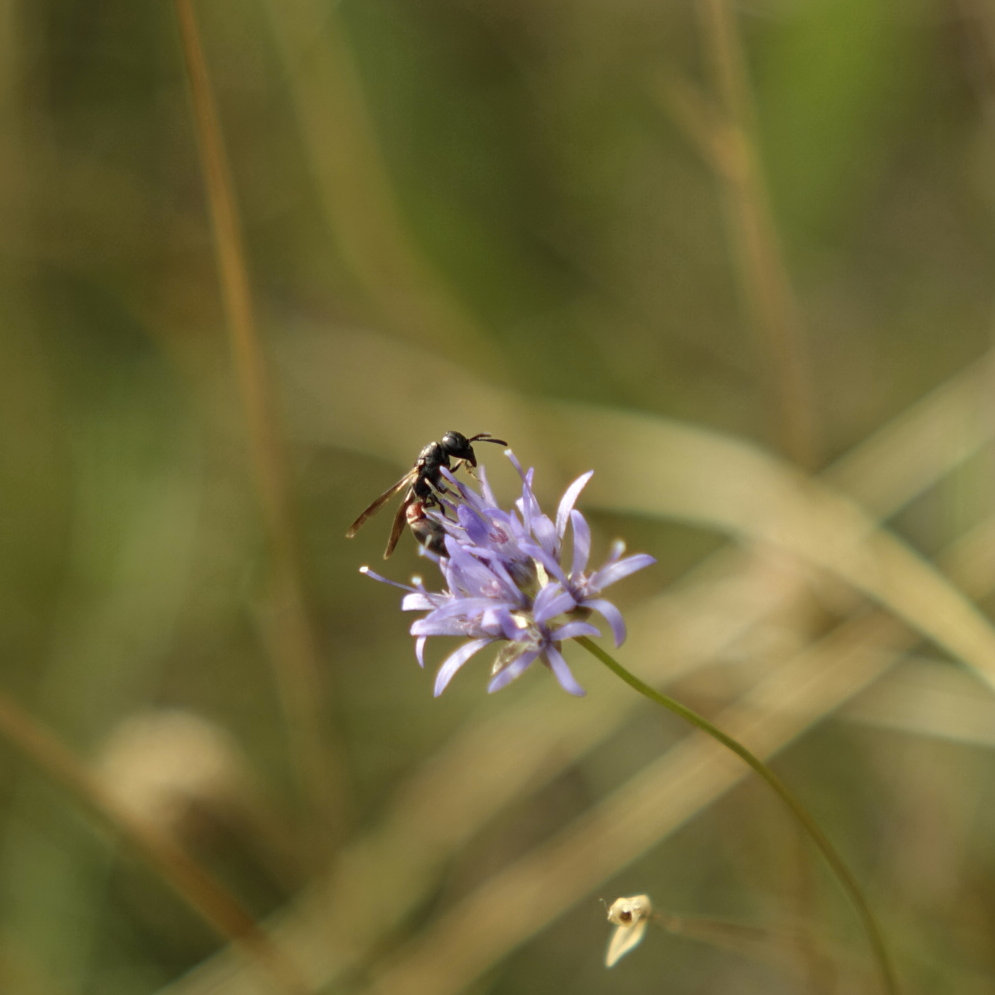 Fliegende Ameise auf der Kleeblüte