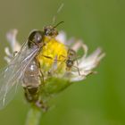 Fliegende-Ameise in über größe...