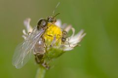 Fliegende-Ameise in über größe...