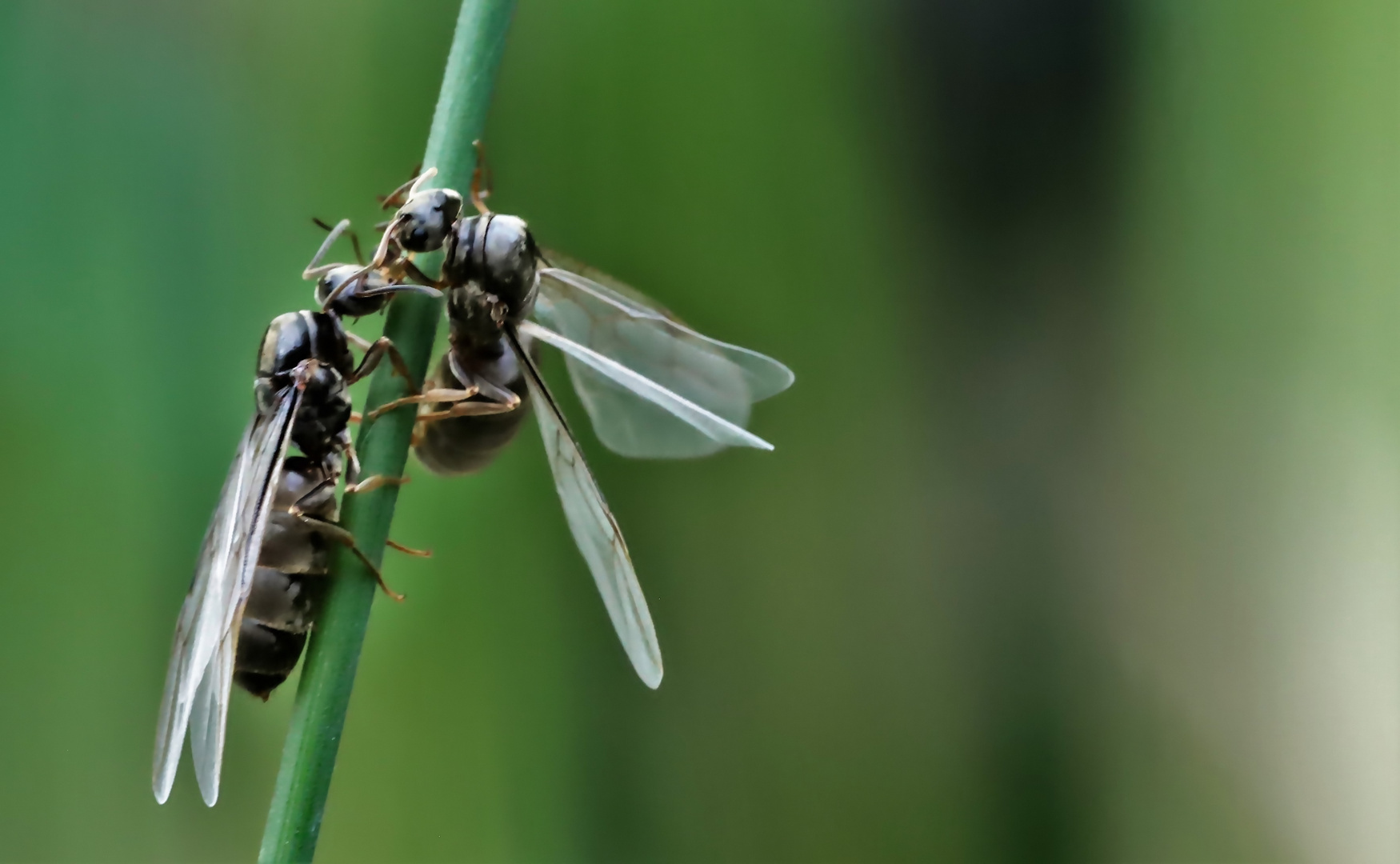 Fliegende Ameisen