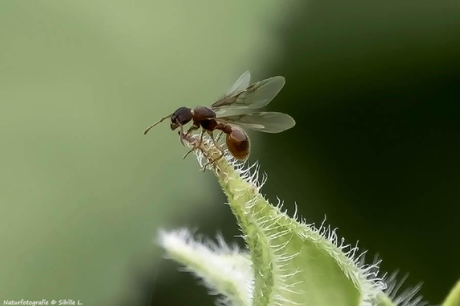 Fliegende Ameisen....