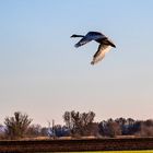 Fliegende Anmut - Schwanensee 