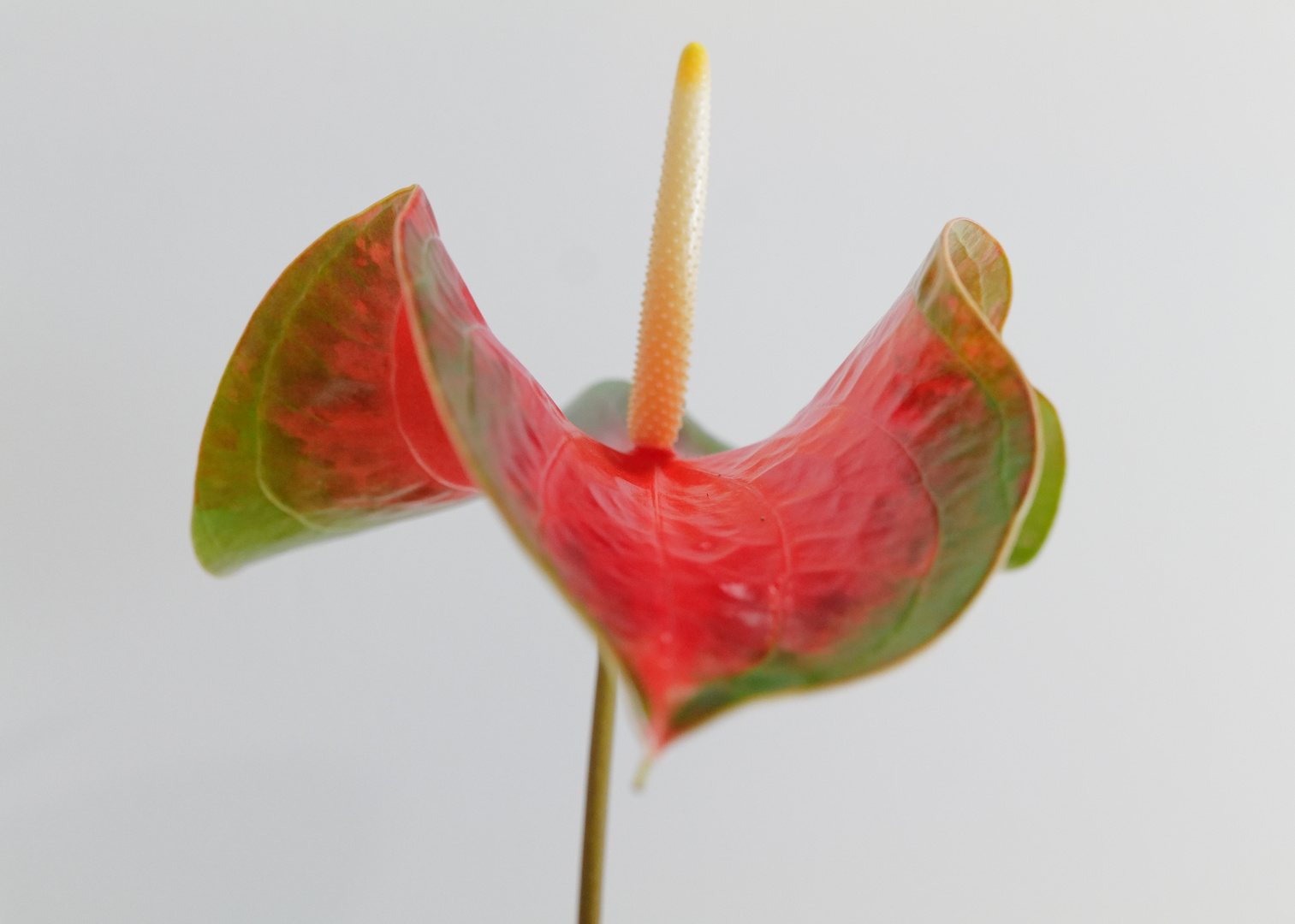 Fliegende Anthurie / Flying Anthurium