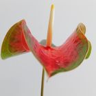Fliegende Anthurie / Flying Anthurium