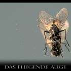 Fliegende Auge / Fliege