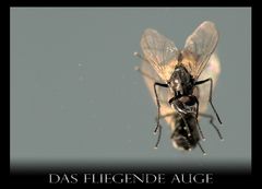 Fliegende Auge / Fliege