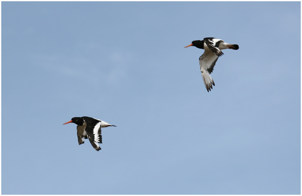 Fliegende Austernfischer