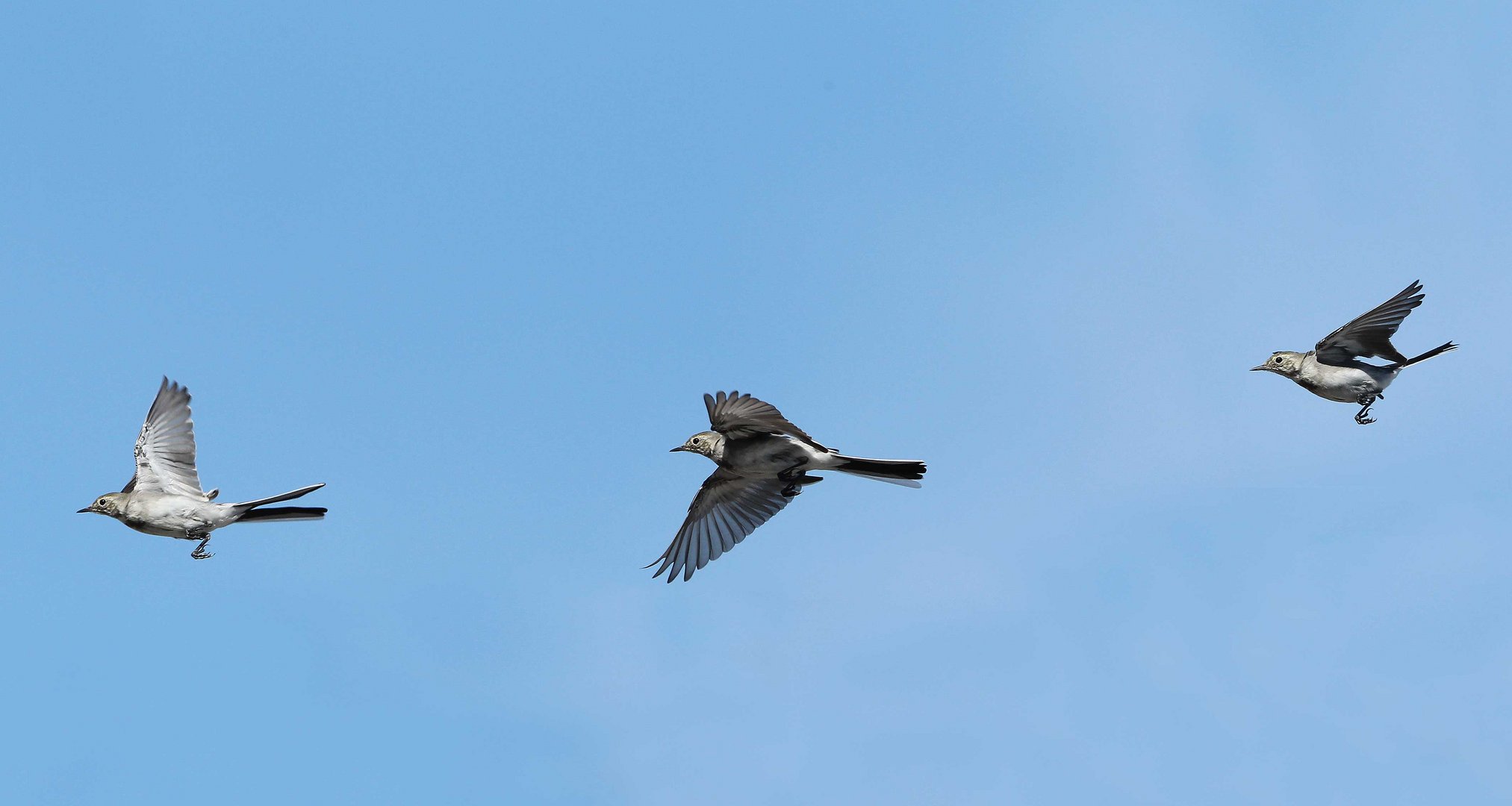 Fliegende Bachstelzen