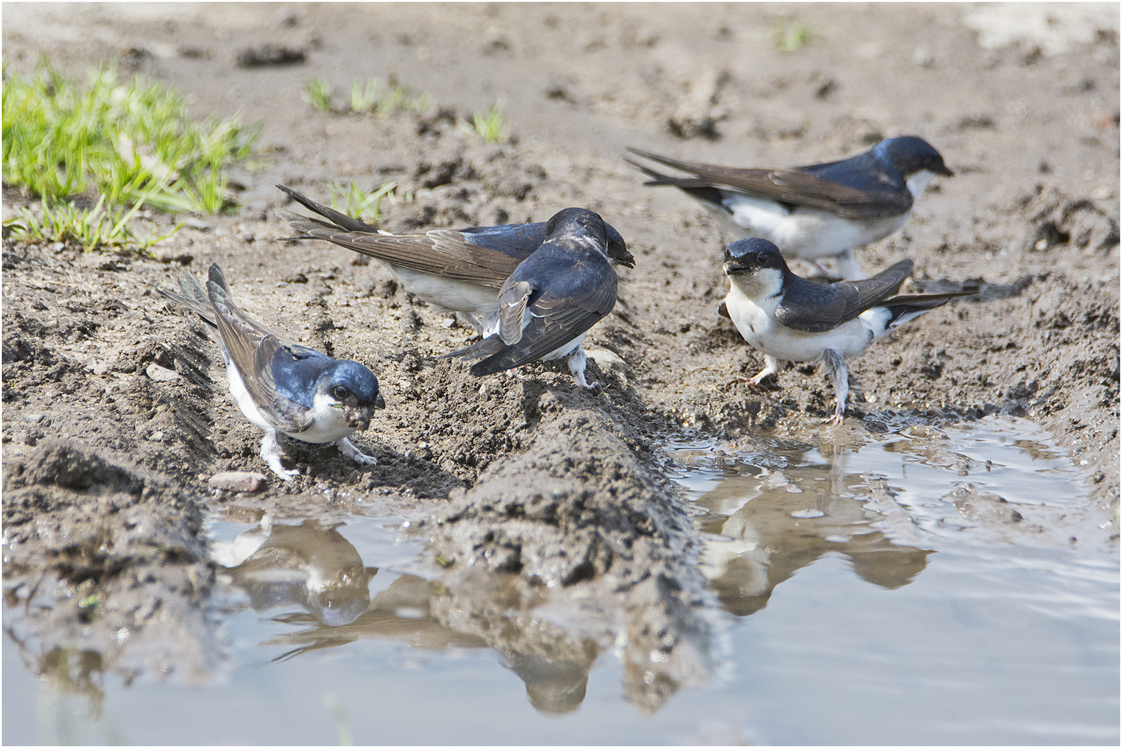 "Fliegende Baumeister" (1) sind die Mehlschwalben (Delichon urbicum, Syn.: Delichon urbica),  . . .