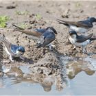 "Fliegende Baumeister" (1) sind die Mehlschwalben (Delichon urbicum, Syn.: Delichon urbica),  . . .