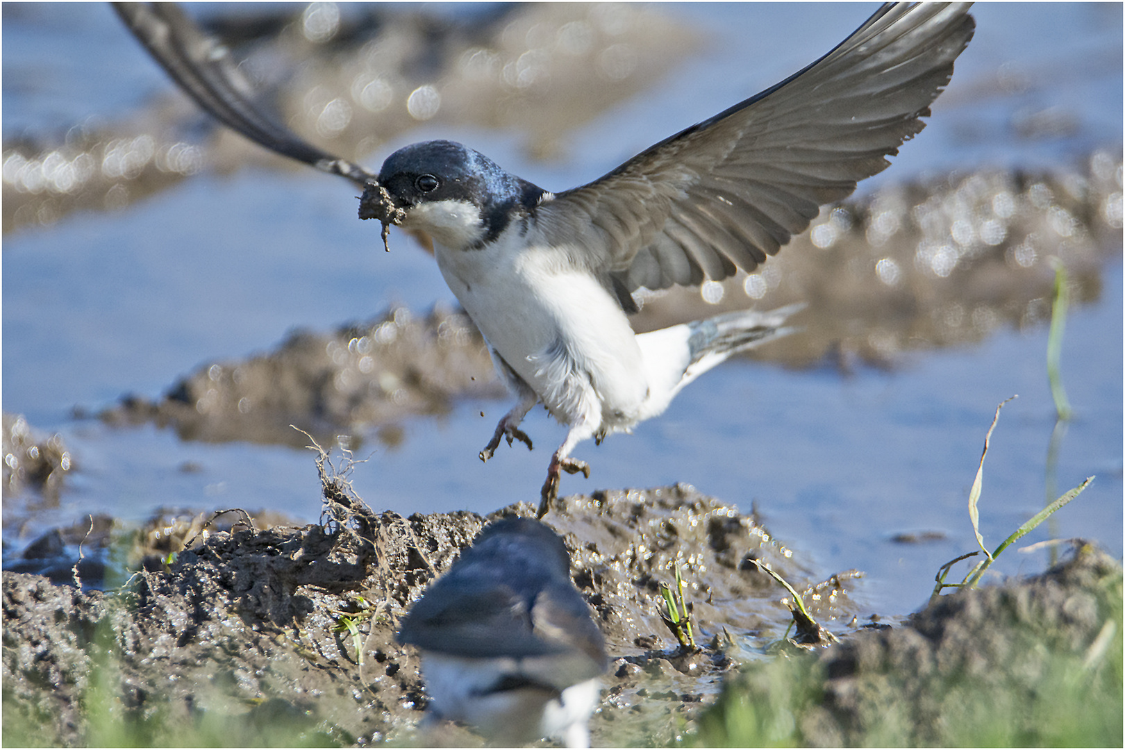 "Fliegende Baumeister" (3) sind die Mehlschwalben - "Up, Up and Away", . . .