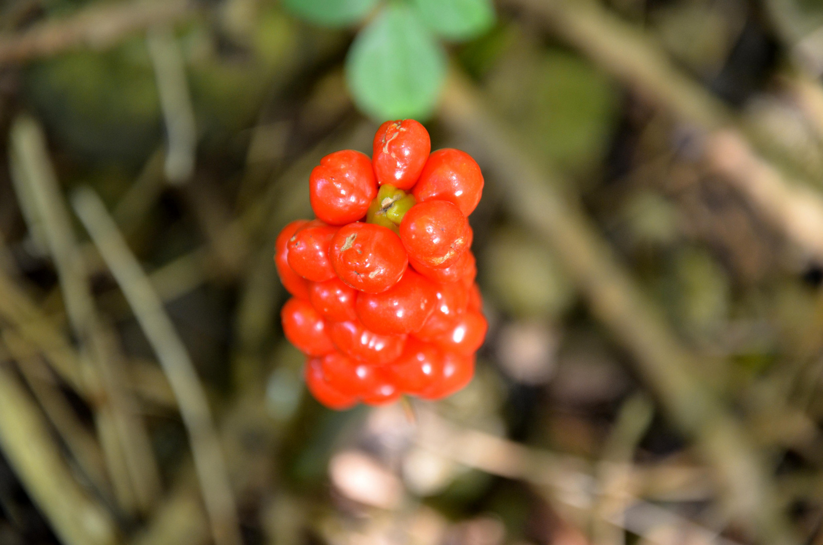 Fliegende Beeren