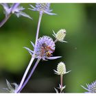 Fliegende Besucher