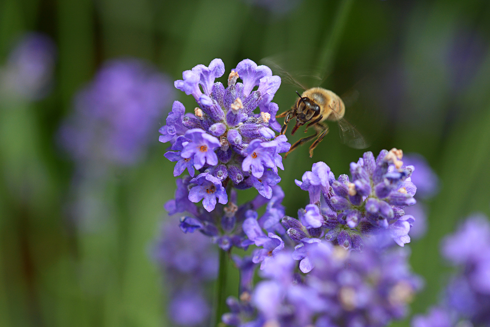 fliegende Biene