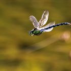 fliegende blaugrüne Mosaikjungfer im Lichterglanz