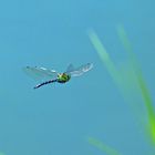 Fliegende blaugrüne Mosaikjungfer von hinten