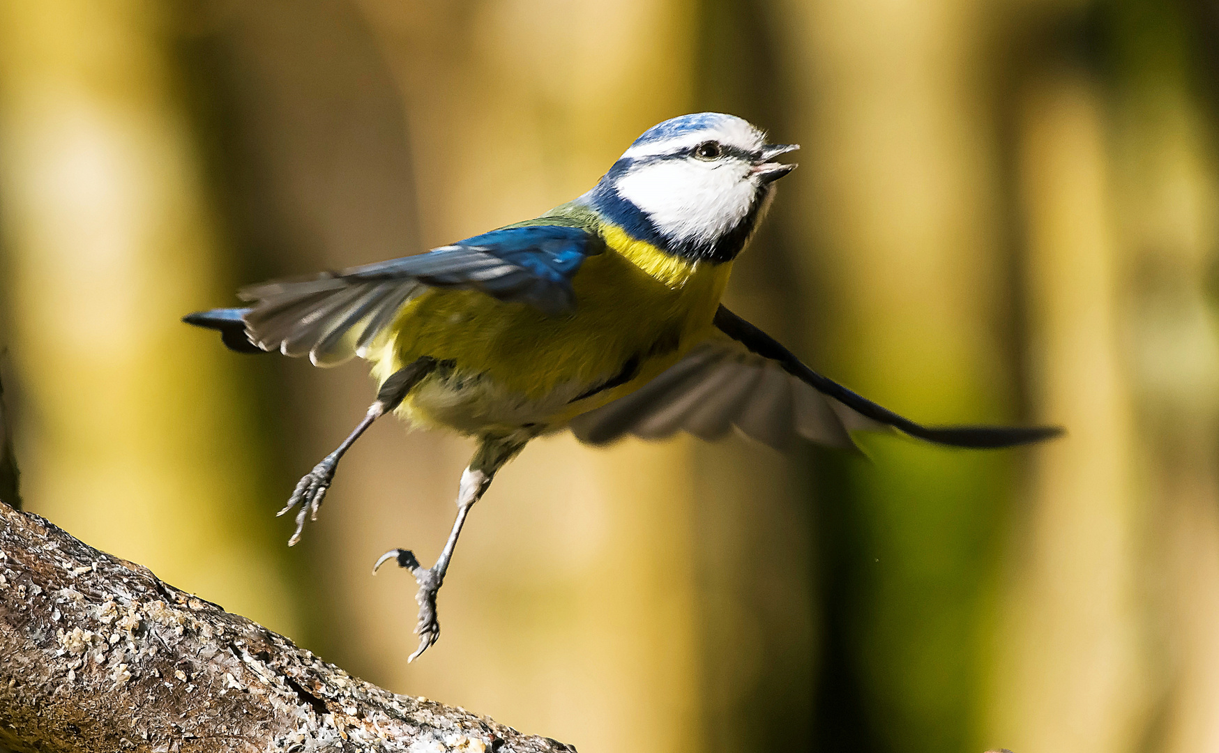 Fliegende Blaumeise