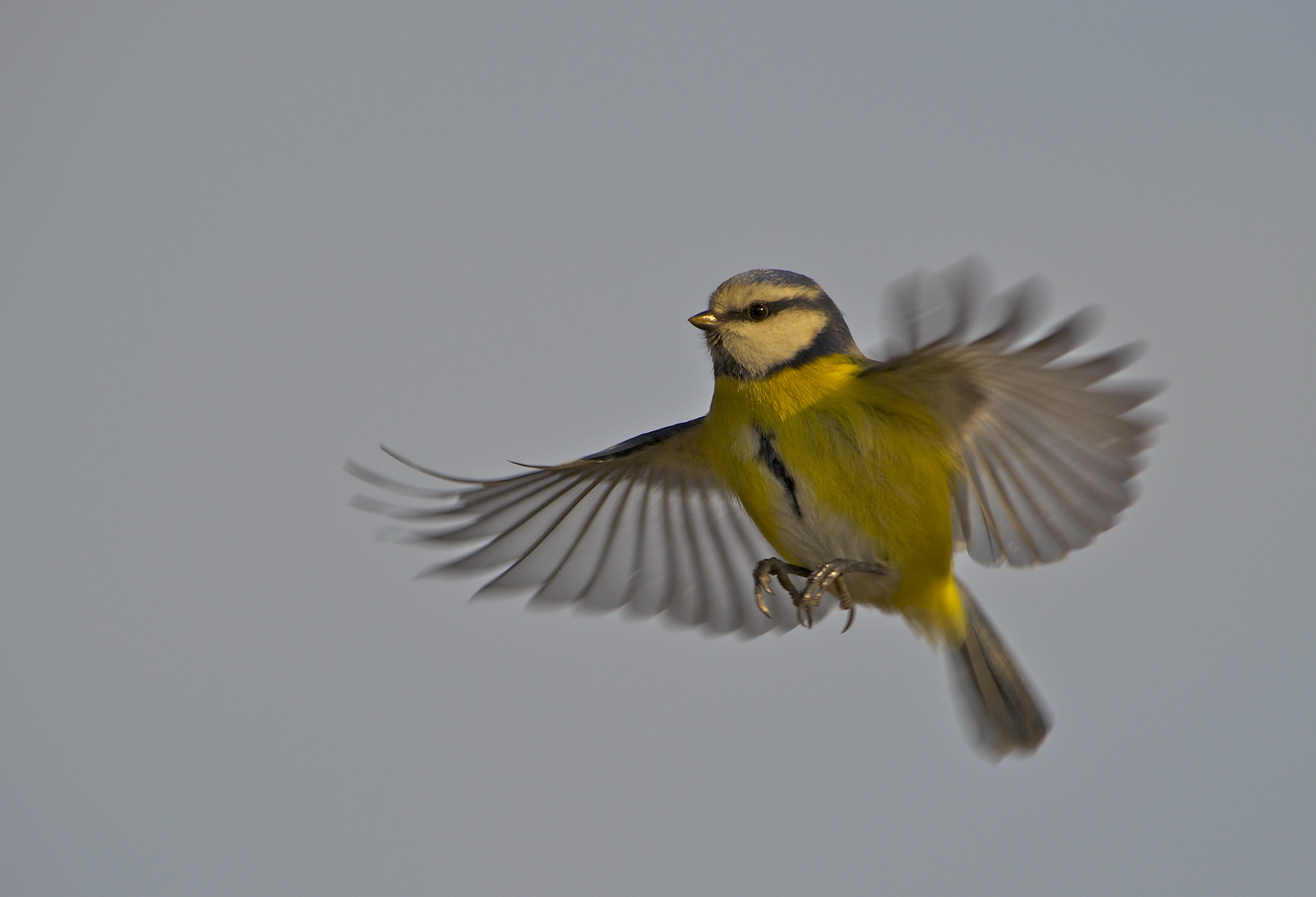 Fliegende Blaumeise