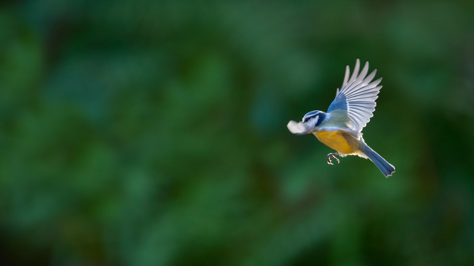 Fliegende Blaumeise