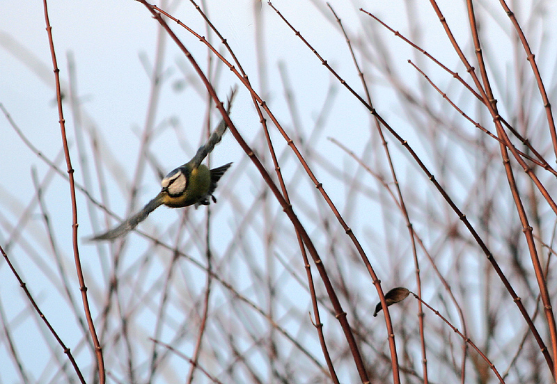 Fliegende Blaumeise