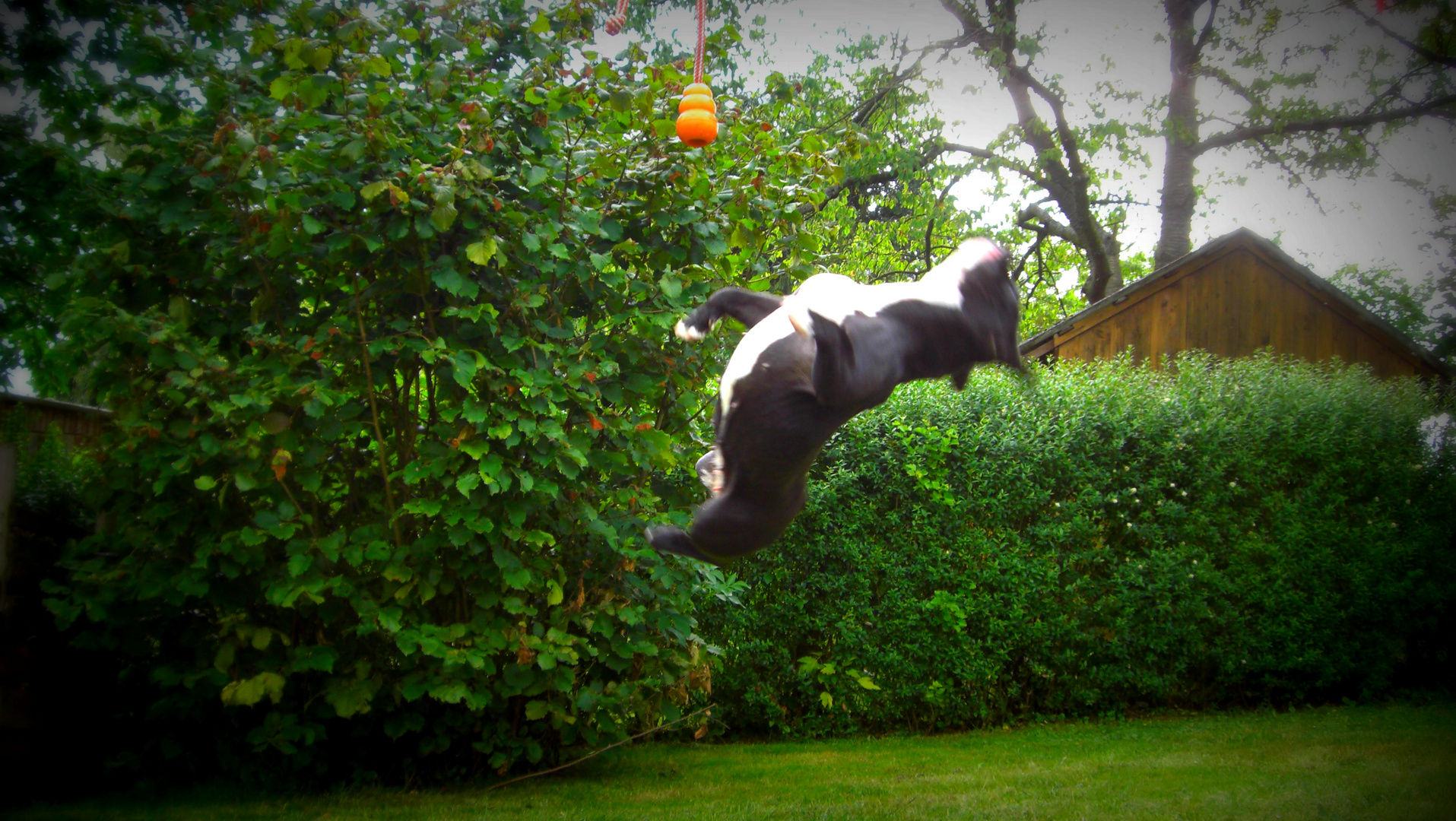 fliegende Bulldogge