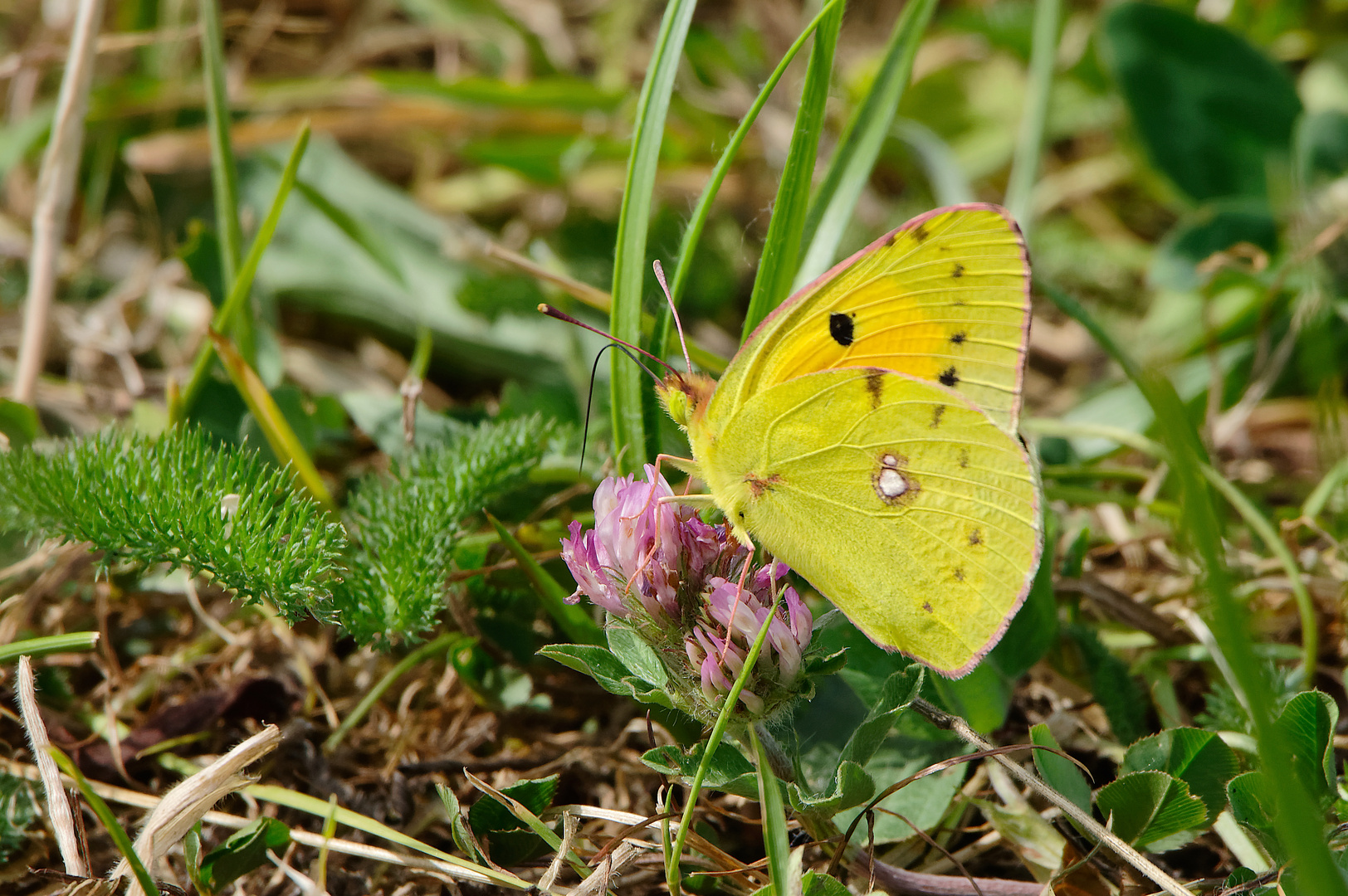 Fliegende Butterblume?