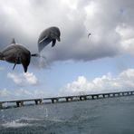 fliegende Delphine